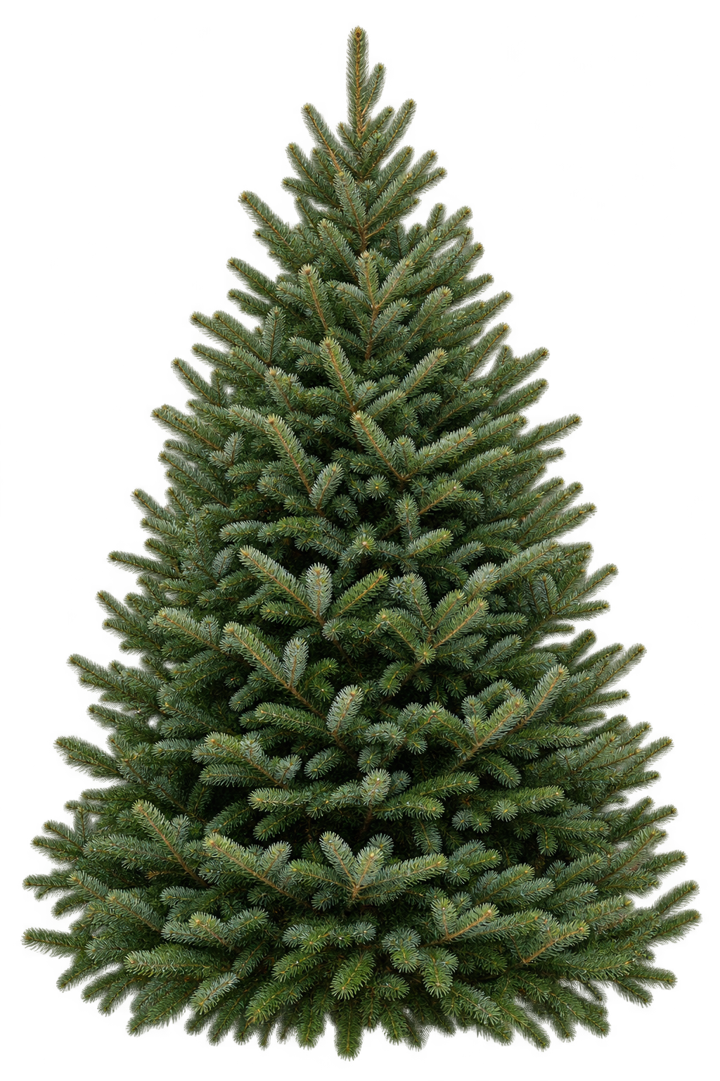 Fresh, full Fraser fir Christmas tree with dark green branches, ready for holiday delivery