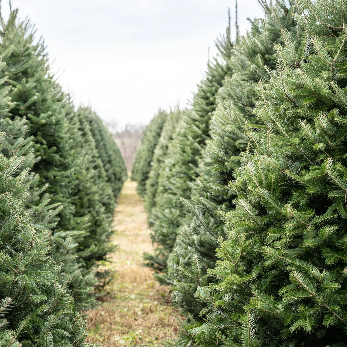 Rows of Christmas trees at an upstate tree farm
