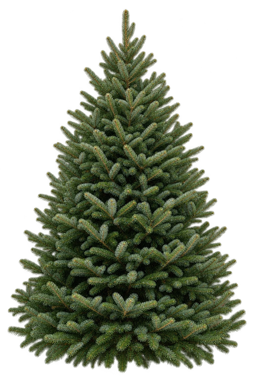 Fresh Fraser fir Christmas tree
